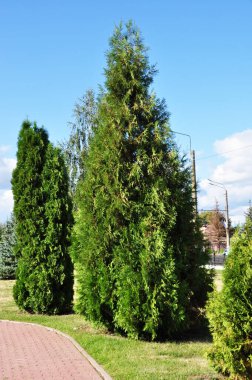 Güzel thuja, Latin Thja, şehir meydanında. Arkaplan, doku, tasarım. Yeşil thuja.