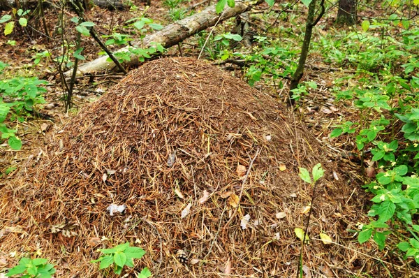 Ormandaki Ant Tepesi. Büyük bir karınca yuvası dolusu kuru çam iğnesi. Arkaplan, doku, sonbahar.