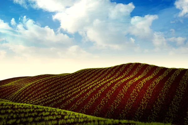 Äng med växande vete eller grönsaker och traktor på horisonten — Stockfoto