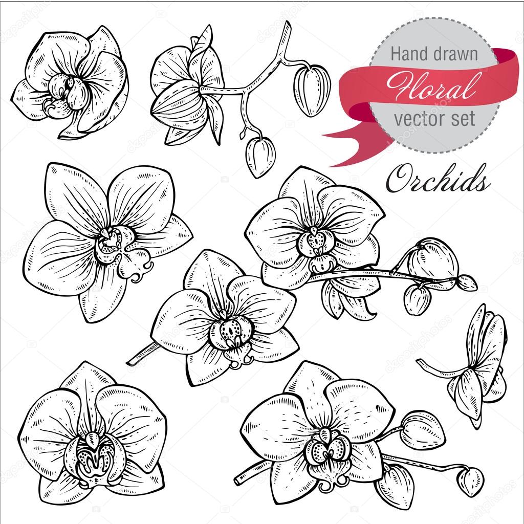 Vektorgrafiken Orchidee Vektorbilder Orchidee Depositphotos