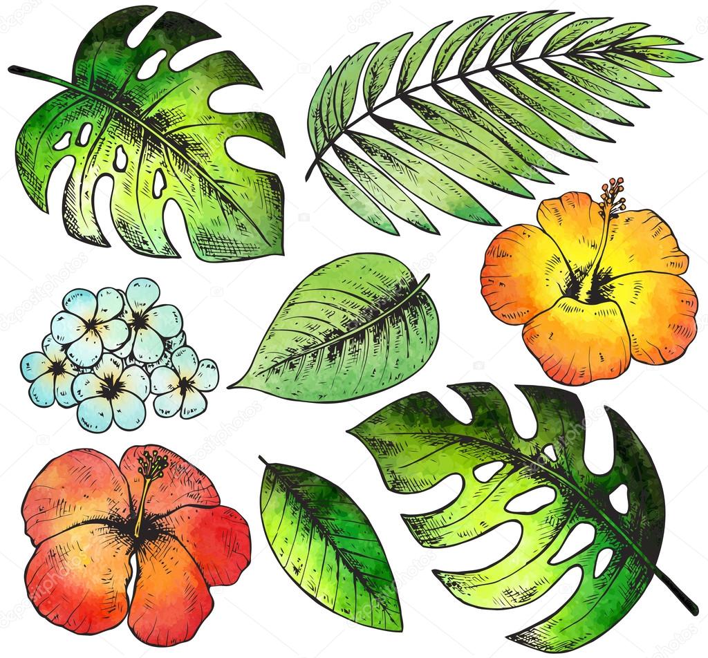 Insieme della mano colorata disegnati piante tropicali e fiori con struttura dell acquerello Illustrazione vettoriale hawaiano di estate — Vettoriali di