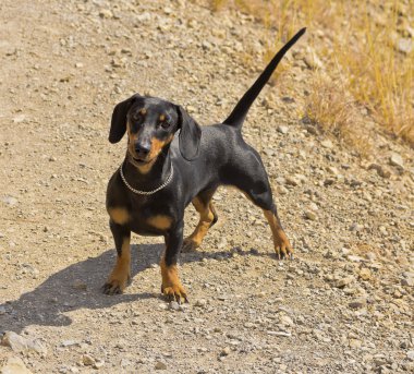 Bir dağ yolda küçük bir Dachshund. Doğrudan lense bakan