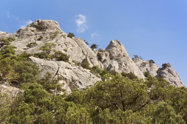 Eski mercan resifleri, ormanlık
