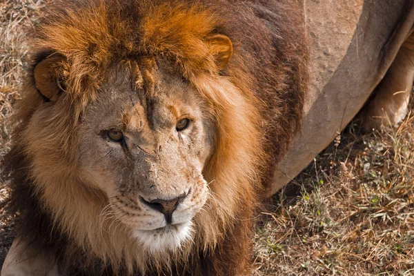 Il parco dei leoni Safari . — Foto Stock