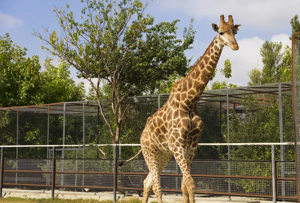 Hayvanat bahçesindeki zürafa.