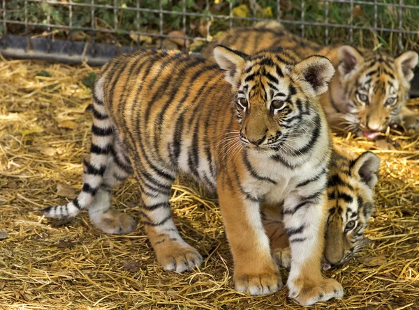 The tiger cubs at the zoo. — Stock Photo, Image
