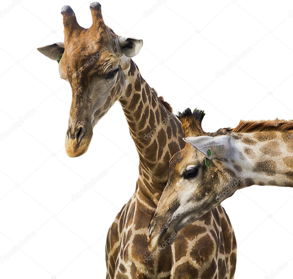 Giraffes on a white background