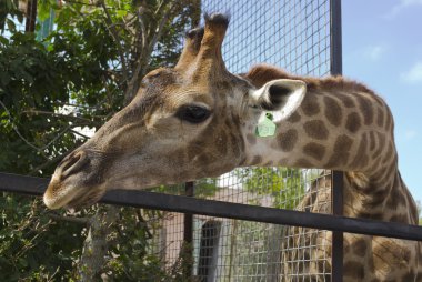 Hayvanat bahçesinde zürafa. Çitin arkasında.