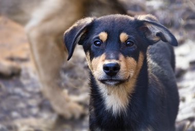 Evsiz köpekleri için bir barınak içinde köpek yavrusu.