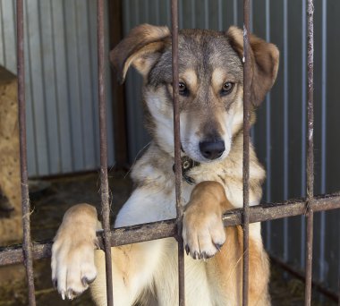 Demir parmaklıklar ardında arka ayakları üzerinde köpek duran.