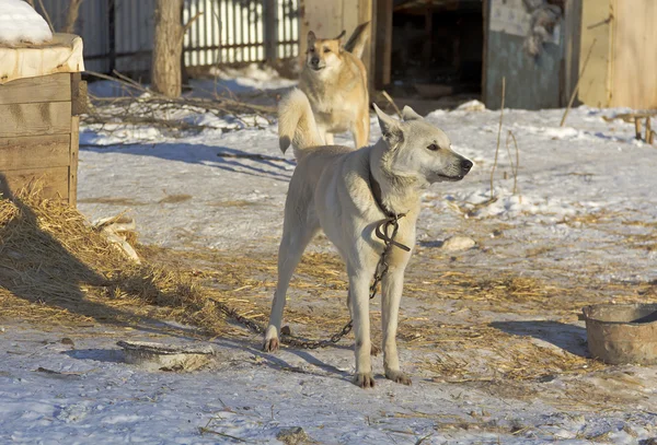 Bir zincir içinde belgili tanımlık sığınak üzerinde büyük köpek.
