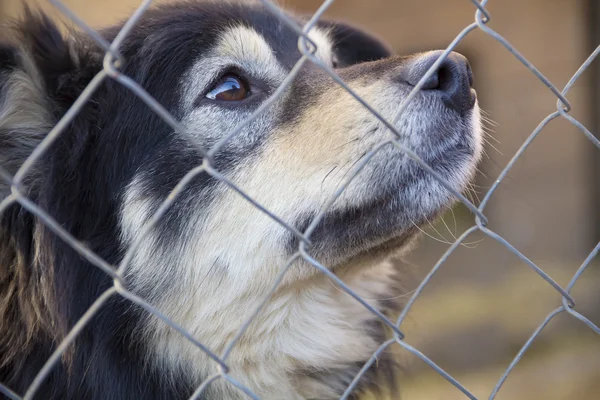 Portrait of a dog that looks out from behind a fence. — Stock Photo, Image