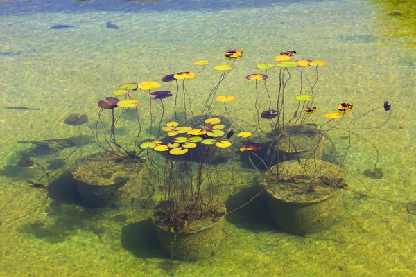 Water lilies in the Park Aivazovsky.Crimea. — Stock Photo, Image