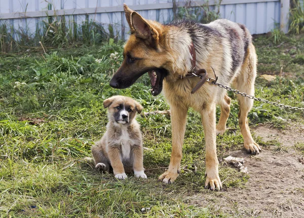 A dog on a chain and her puppy.In the yard. — Stock Photo, Image