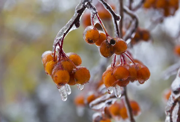 Berries on a branch after ice rain in October. — Stock Photo, Image