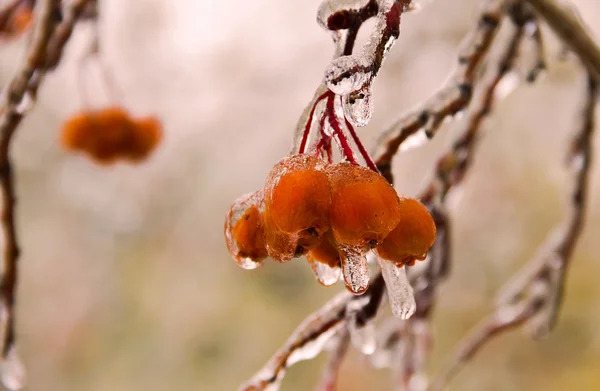 Berries on a branch after ice rain — Stock Photo, Image
