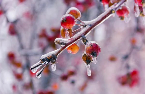 Branch with red small apples, ice-covered