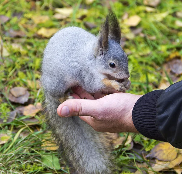 Grey squirrel sitting on the palm of men,eats the treat — Stock Photo, Image