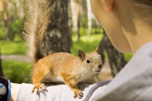 Red squirrel climbed onto the girl's hand. — Stock Photo, Image