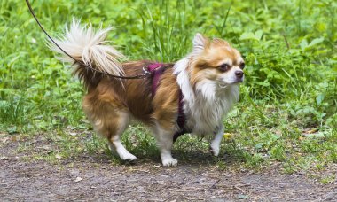 Köpekle yürüyüşe anlamlı gözleri