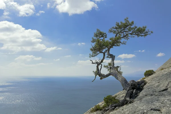 Pine tree growing on top of a cliff above the Black sea