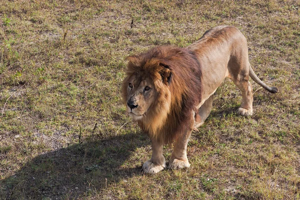 Leo on a walk.The Safari Park. — Stock fotografie