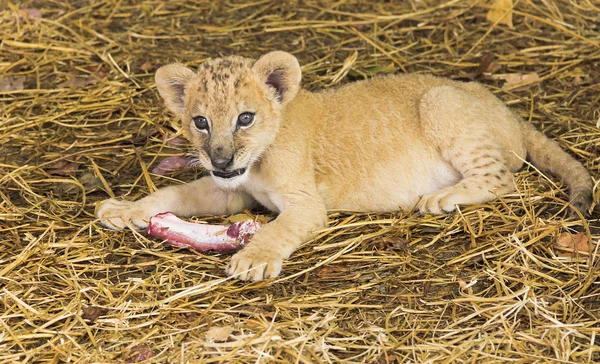 Маленький львенок в сафари-парке жует кость — стоковое фото