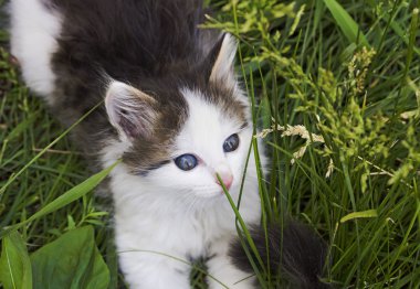 Yeşil çim oynayan siyah ve beyaz mavi gözlü yavru kedi
