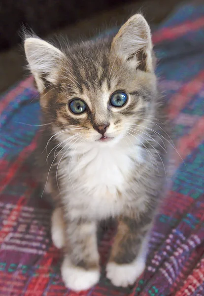 Gri-beyaz mavi gözlü yavru kedi sessizce oturur ve doğrudan kameraya bakıyor