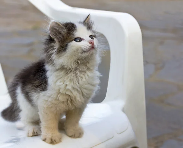 Kitty is om de vis ruiken, wil hop omhoog op de tabel — Stockfoto