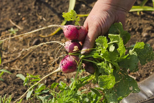 Kadın eli yerden bir avuç taze turp holding