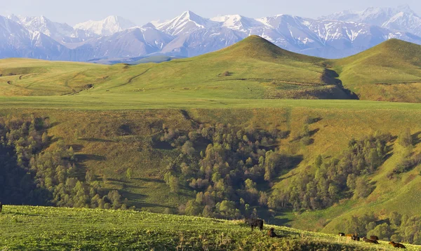 Альпійськими луками в кавказькі гори — стокове фото