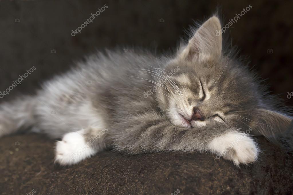 pix Gray Kitten With White Paws https depositphotos com 84796972 stock photo grey kitten with white paws html