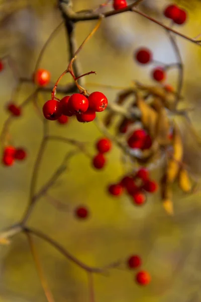 Some ripe Rowan berries on a branch — Stock Photo, Image