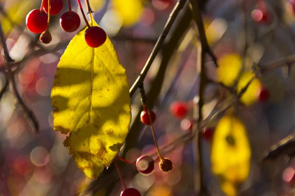 Žlutá podzimní listí na větvi. Boke — Stock fotografie