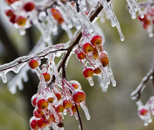 Küçük elma, buz, buz sarkıtları dondurucu yağmur sonra kaplı