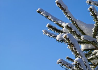 Mavi gökyüzüne karşı karda çam dalları