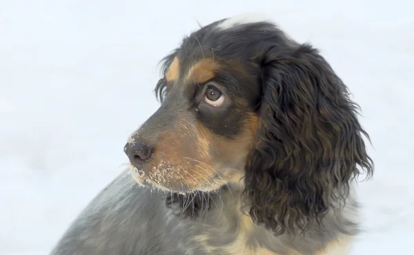 Head of a dog breed Spaniel. Closeup — Stock Photo, Image