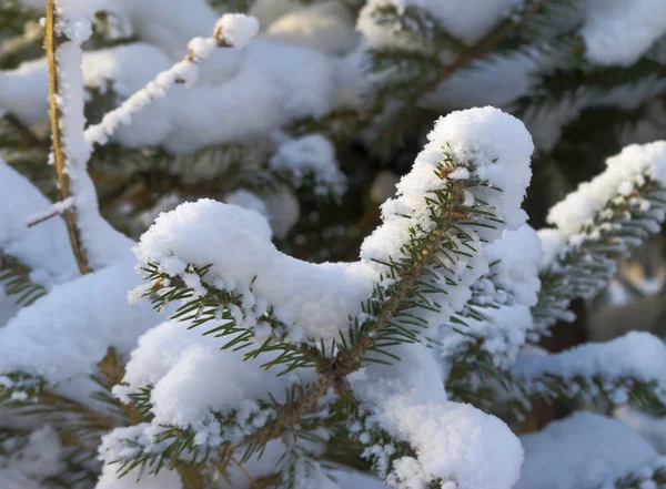 Fresh snow on spruce branches — Stock Photo, Image