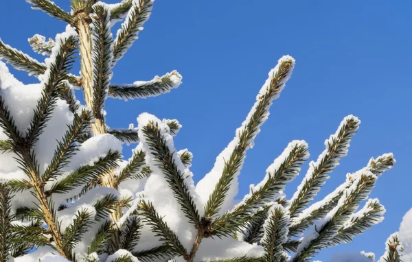 Снег на еловых ветвях против голубого неба — стоковое фото