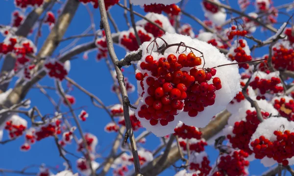 Bunch of Rowan in the snow against the sky — Stock Photo, Image