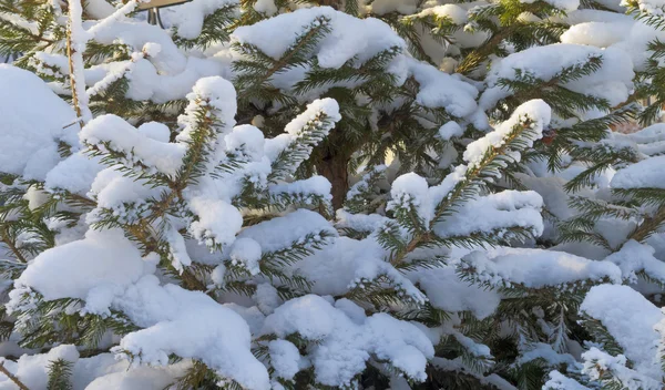 Рождественская елка в снегу, освещенная солнцем — стоковое фото