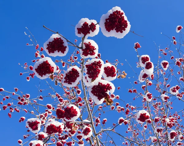 Lot of Rowan berries covered with snow.Bottom view — Stock Photo, Image