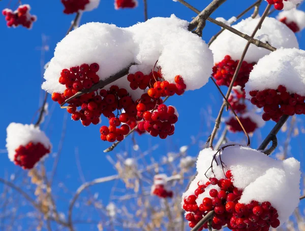 Сияющие на солнце красные ягоды горного пепла под снежной шапкой — стоковое фото