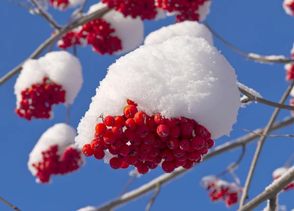 Bunch of red Rowan under a cap of snow — Stock Photo, Image