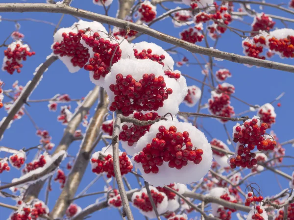 Berries and branches of mountain ash covered with snow — Stock Photo, Image