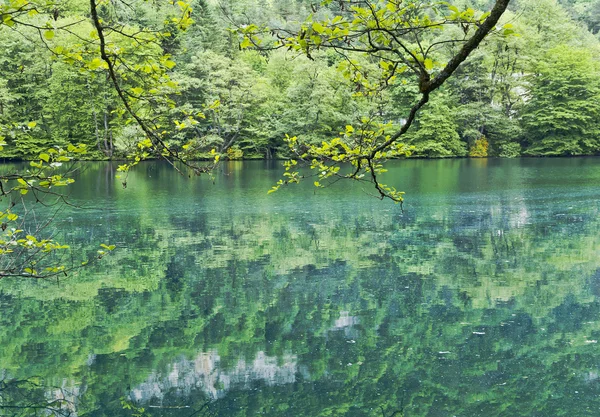 Větve stromů se sklonil k vodě. Na modré jezero. Severní Kavkaz. — Stock fotografie