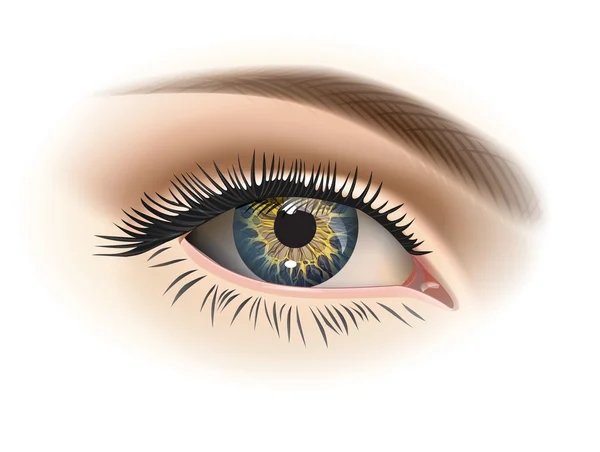 Female eye closeup. Vector — Stock Vector