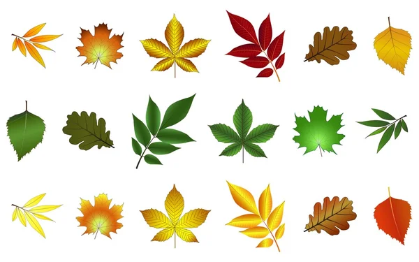 Ensemble de feuilles colorées — Image vectorielle