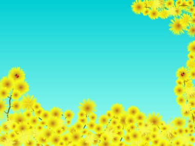 bahar çiçekleri Mimoza